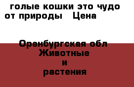 голые кошки-это чудо от природы › Цена ­ 5 000 - Оренбургская обл. Животные и растения » Кошки   